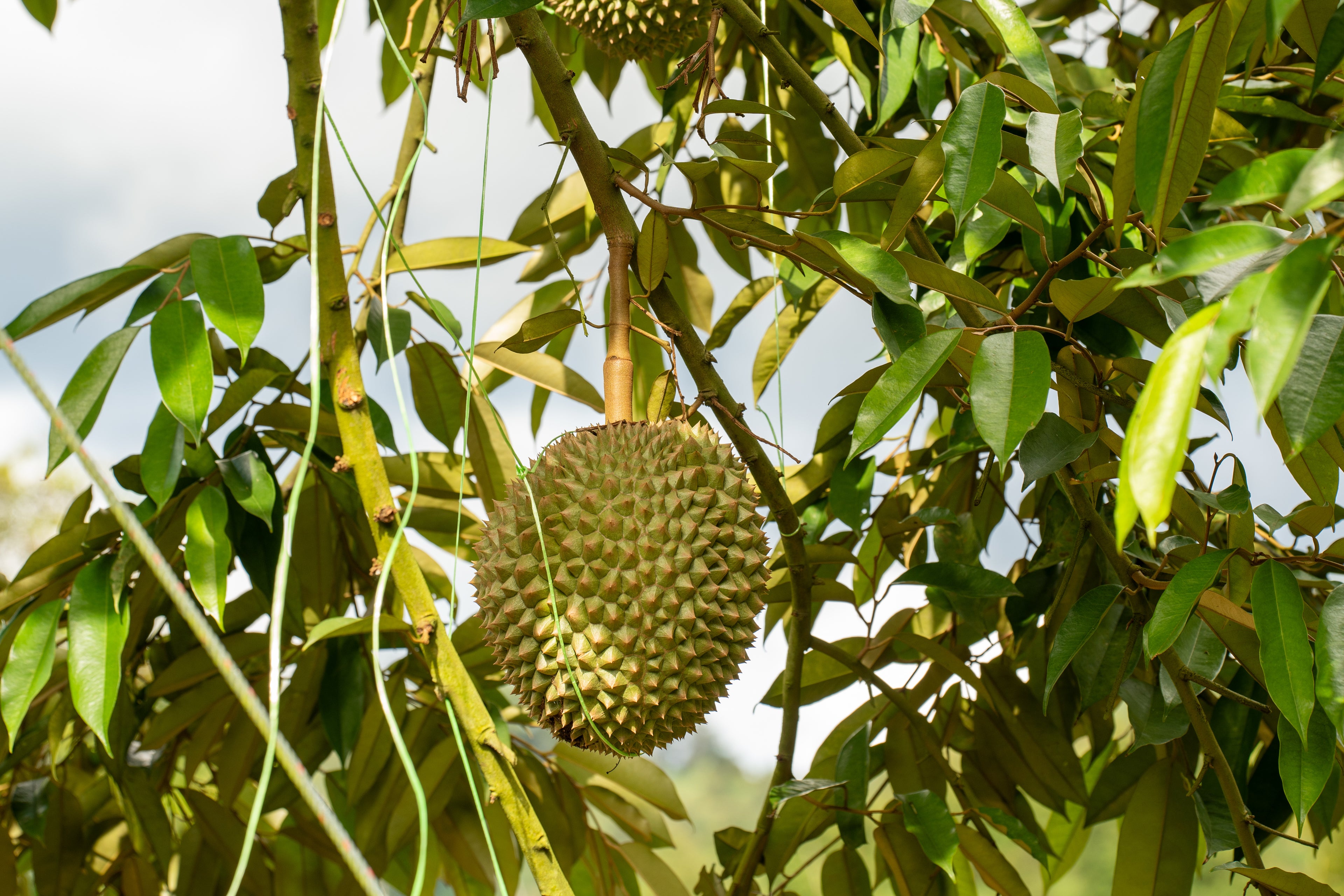 A large durian fruit hanging from a tree branch, surrounded by green leaves and vines against a bright sky.