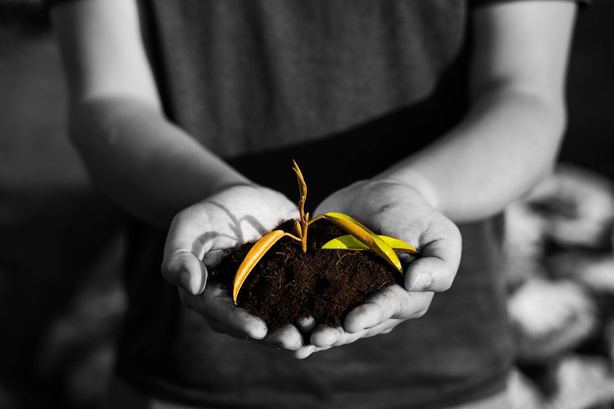 Person holding a small plant in soil with a blurred background